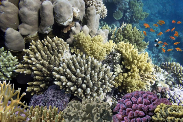 Forskellige koraller   COLOURBOX11797414   mindsket
